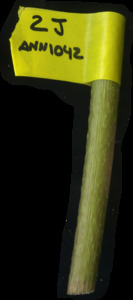 primarybranch