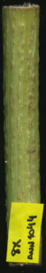 primarybranch