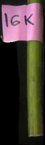 primarybranch