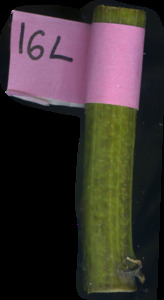 primarybranch