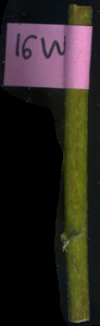 primarybranch