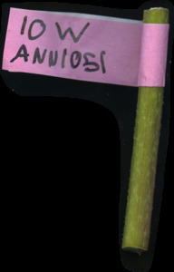 primarybranch