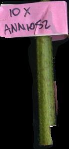 primarybranch