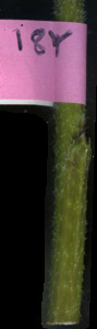 primarybranch
