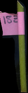 primarybranch