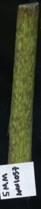 primarybranch