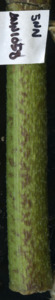 primarybranch