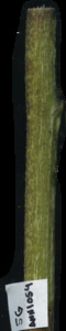 primarybranch