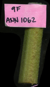 primarybranch