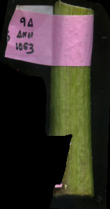 primarybranch
