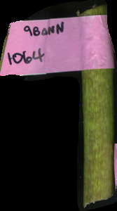 primarybranch