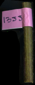 primarybranch