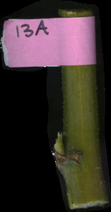 primarybranch