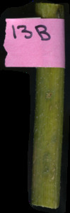 primarybranch
