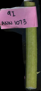 primarybranch