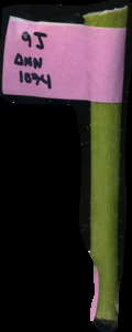 primarybranch