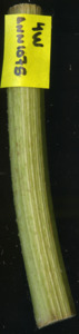 primarybranch