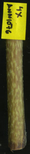 primarybranch