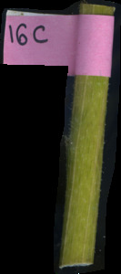 primarybranch
