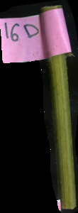 primarybranch