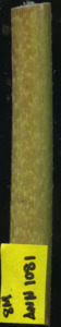 primarybranch