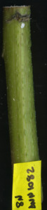 primarybranch