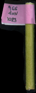 primarybranch