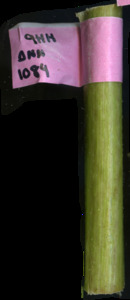 primarybranch
