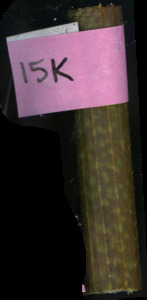 primarybranch