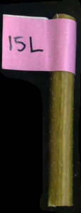 primarybranch