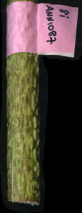 primarybranch