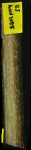 primarybranch
