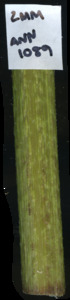 primarybranch