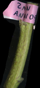 primarybranch