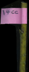 primarybranch