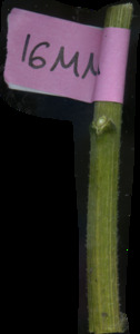 primarybranch