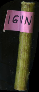 primarybranch