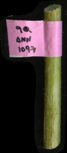primarybranch
