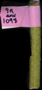 primarybranch