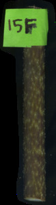 primarybranch