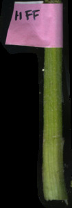 primarybranch