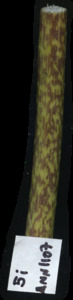 primarybranch