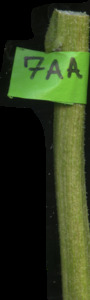 primarybranch