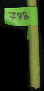 primarybranch