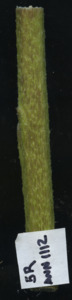 primarybranch