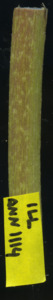 primarybranch