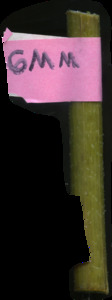 primarybranch