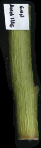 primarybranch