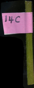 primarybranch