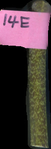primarybranch